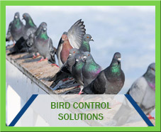 Bird Control Solutions